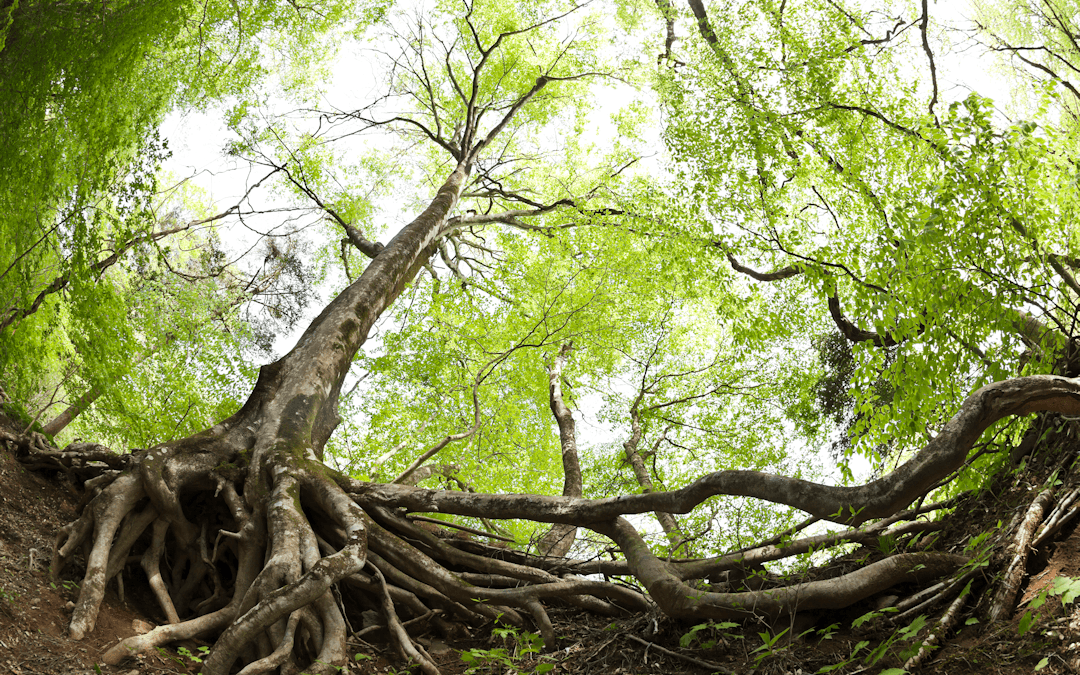 Sales secrets of high growth companies